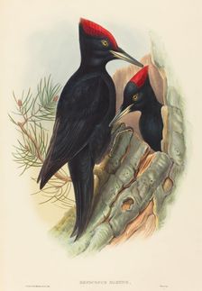 Great Black Woodpecker (Dryocopus martius). Creators: John Gould, Henry Constantine Richter