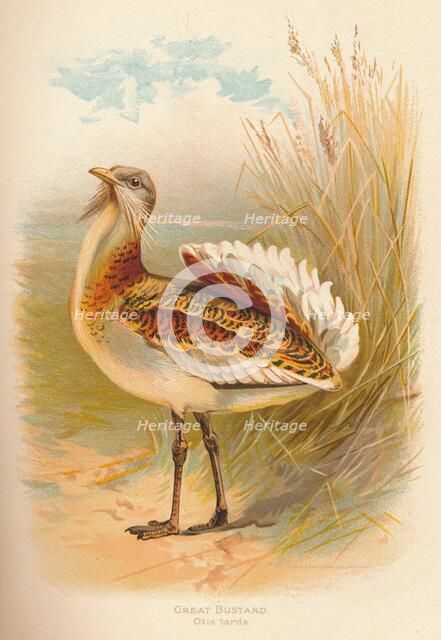 'Great Bustard (Otis tarda)', 1900, (1900). Artist: Charles Whymper.