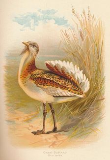 Great Bustard (Otis tarda) 1900, (1900). Artist: Charles Whymper