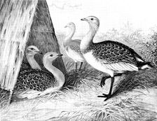 Great Bustards recently added to the Zoological Society’s Gardens, 1890. Creator: George Meisenbach