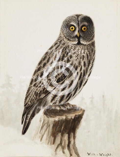 Great Grey Owl, 1830-1870. Creator: Wilhelm von Wright.