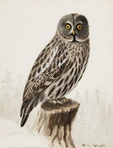 Great Grey Owl, 1830-1870. Creator: Wilhelm von Wright