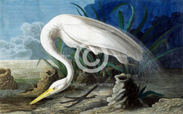 Great Egret, Casmerodius Albus, 1845.
