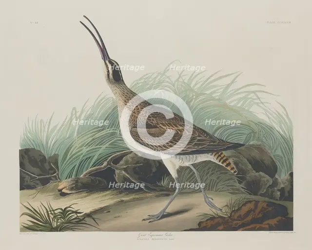 Great Esquimaux Curlew, 1835. Creator: Robert Havell.