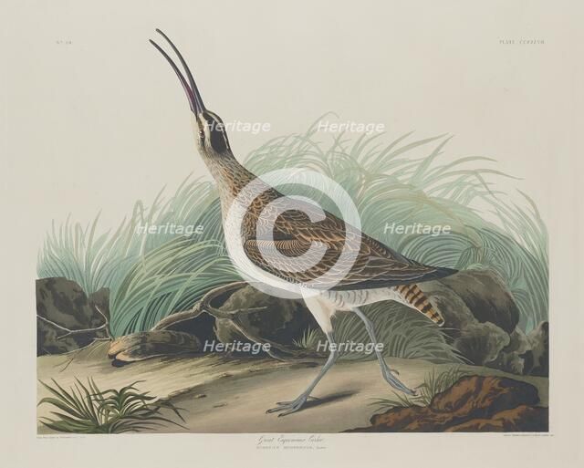 Great Esquimaux Curlew, 1835. Creator: Robert Havell.