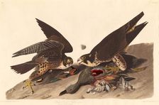 Great Footed Hawk, 1827. Creator: Robert Havell