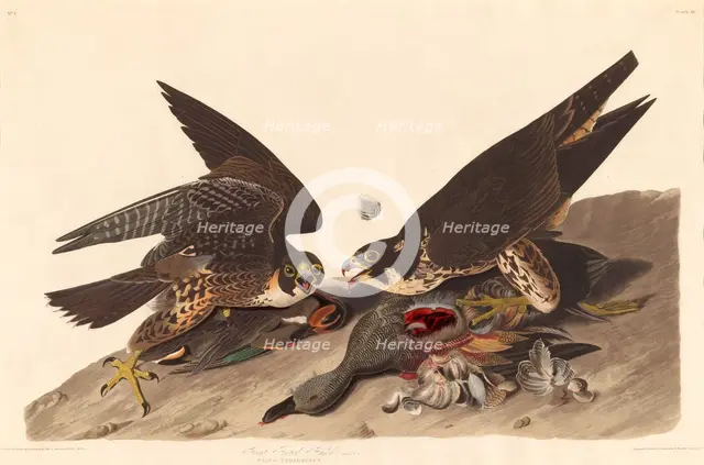 Great Footed Hawk, 1827. Creator: Robert Havell.