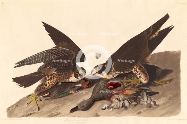 Great Footed Hawk, 1827. Creator: Robert Havell.