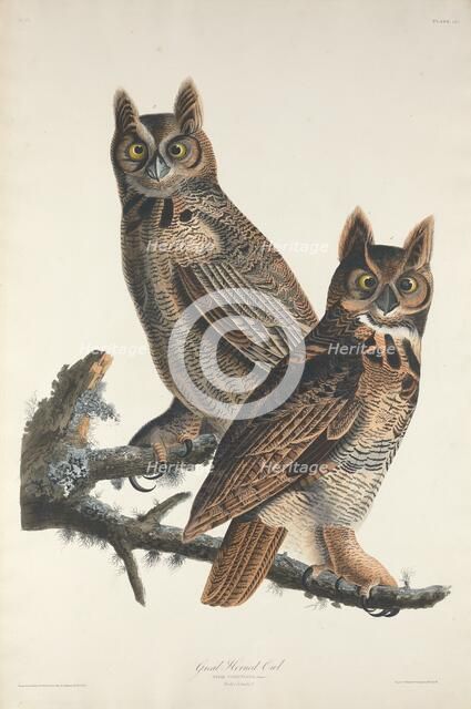 Great Horned Owl, 1829. Creator: Robert Havell.