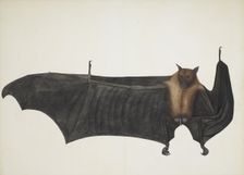 Great Indian Fruit Bat, ca. 1777-82. Creator: Bhawani Das