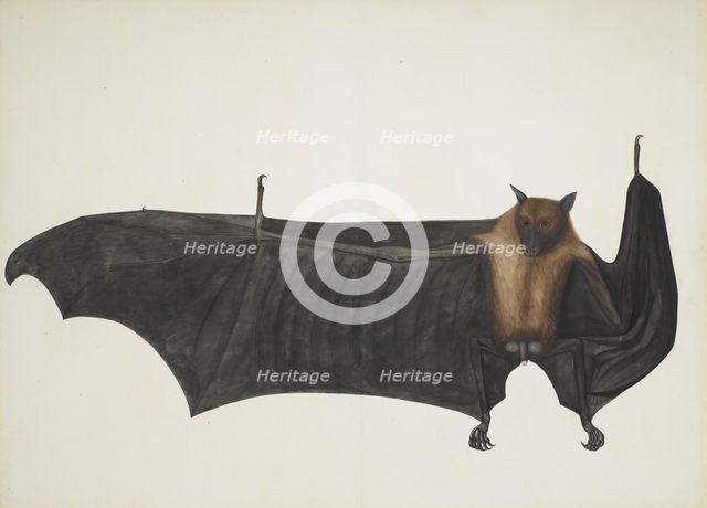 Great Indian Fruit Bat, ca. 1777-82. Creator: Bhawani Das.
