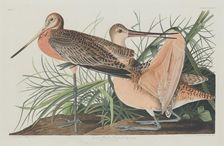Great Marbled Godwit, 1835. Creator: Robert Havell