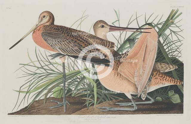 Great Marbled Godwit, 1835. Creator: Robert Havell.