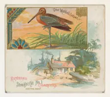 Great Marbled Godwit, from the Game Birds series (N40) for Allen & Ginter Cigarettes, 1888-90. Creator: Allen & Ginter