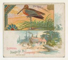 Great Marbled Godwit, from the Game Birds series (N40) for Allen & Ginter Cigarettes, 1888-90. Creator: Allen & Ginter
