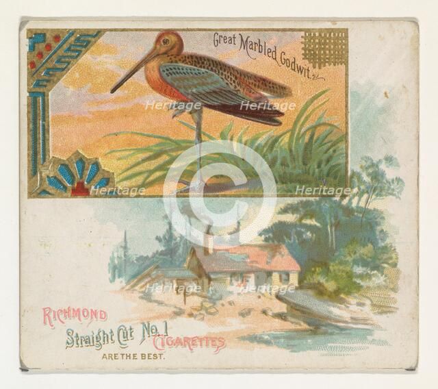 Great Marbled Godwit, from the Game Birds series (N40) for Allen & Ginter Cigarettes, 1888-90. Creator: Allen & Ginter.