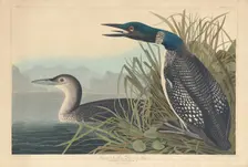 Great Northern Diver or Loon, 1836. Creator: Robert Havell