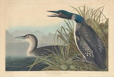 Great Northern Diver or Loon, 1836. Creator: Robert Havell