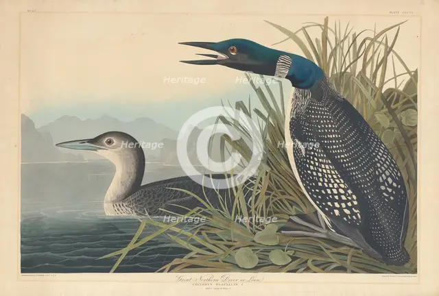 Great Northern Diver or Loon, 1836. Creator: Robert Havell.