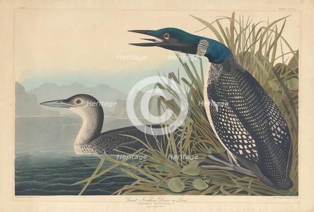 Great Northern Diver or Loon, 1836. Creator: Robert Havell.