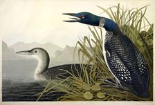 Great Northern Diver or Loon, Colymbus Glacialis, 1845