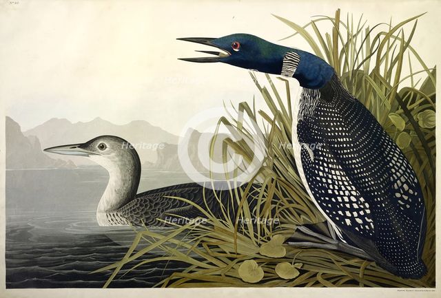 Great Northern Diver or Loon, Colymbus Glacialis, 1845.