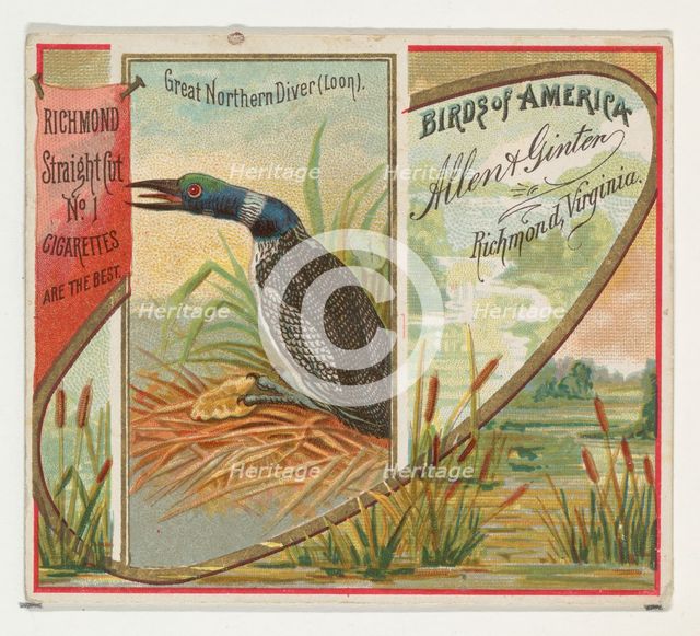 Great Northern Diver (Loon), from the Birds of America series (N37) for Allen & Ginter Cig..., 1888. Creator: Allen & Ginter.
