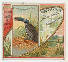 Great Northern Diver (Loon), from the Birds of America series (N37) for Allen & Ginter Cig..., 1888. Creator: Allen & Ginter
