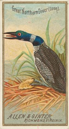 Great Northern Diver (Loon), from the Birds of America series (N4) for Allen & Ginter Ciga..., 1888. Creator: Allen & Ginter