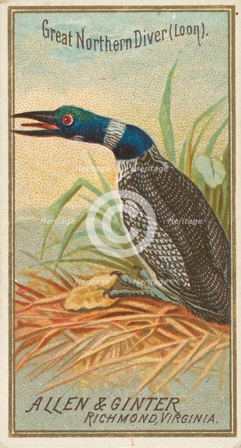 Great Northern Diver (Loon), from the Birds of America series (N4) for Allen & Ginter Ciga..., 1888. Creator: Allen & Ginter.