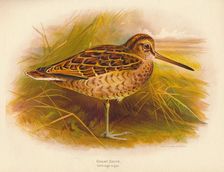 Great Snipe (Gallinago major) 1900, (1900). Artist: Charles Whymper
