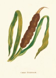 Great Reedmace c1891, (1891). Artist: Anne Pratt