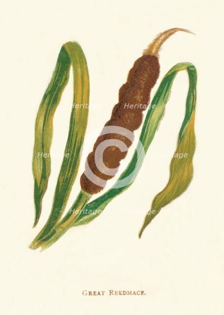 'Great Reedmace', c1891, (1891). Artist: Anne Pratt.