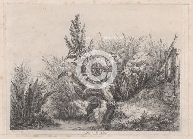 Great Water Dock Plant, 1840. Creator: Eugene Blery.