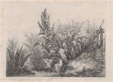 Great Water Dock Plant, 1840. Creator: Eugene Blery