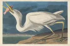 Great White Heron, 1835. Creator: Robert Havell