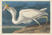 Great White Heron, 1835. Creator: Robert Havell