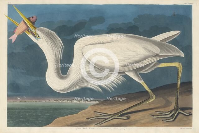 Great White Heron, 1835. Creator: Robert Havell.