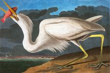 Great White Heron, Ardea Occidentalis, 1845