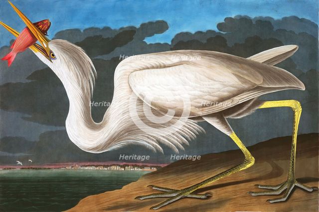 Great White Heron, Ardea Occidentalis, 1845.