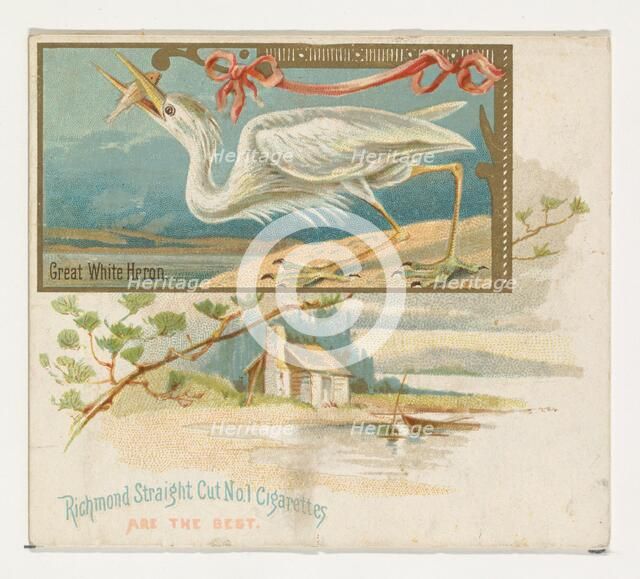 Great White Heron, from the Game Birds series (N40) for Allen & Ginter Cigarettes, 1888-90. Creator: Allen & Ginter.