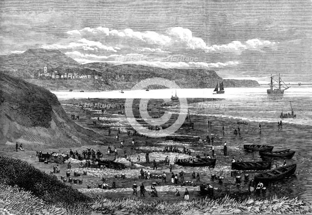 Great take of herring at the mouth of the Exe, 1873. Creator: Unknown.
