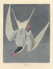 Great Tern, 1836. Creator: Robert Havell