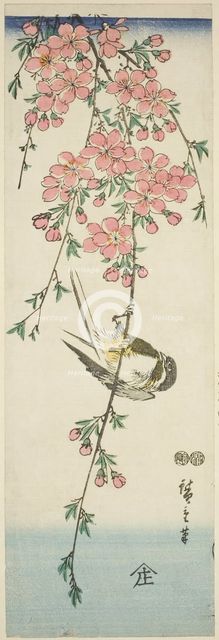 Great tit and cherry blossoms, c. 1847/52. Creator: Ando Hiroshige.