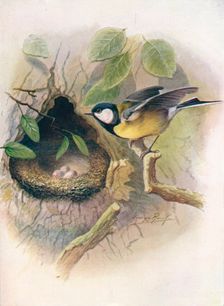 Great Tit - Pa'rus m'ajor c1910, (1910). Artist: George James Rankin