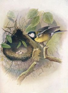 Great Tit - Pa'rus m'ajor c1910, (1910). Artist: George James Rankin