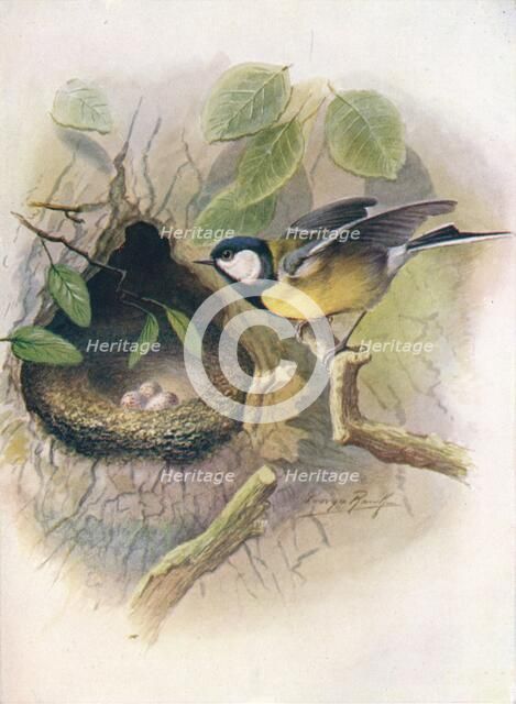 'Great Tit - Pa'rus m'ajor', c1910, (1910). Artist: George James Rankin.
