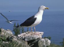 Greater black back gull