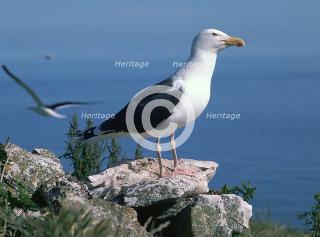 Greater black back gull.
