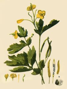 Greater Celandine 1839, (1944). Creator: Unknown